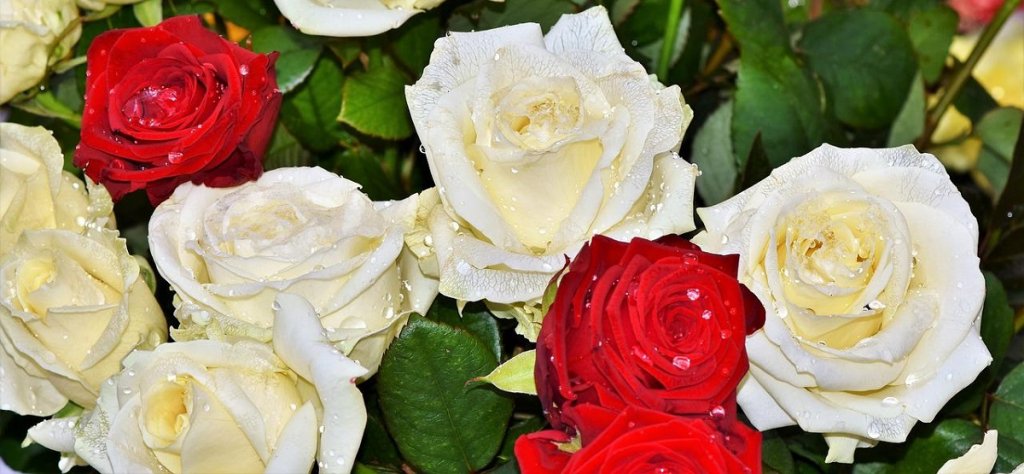 red and white roses for funeral flowers