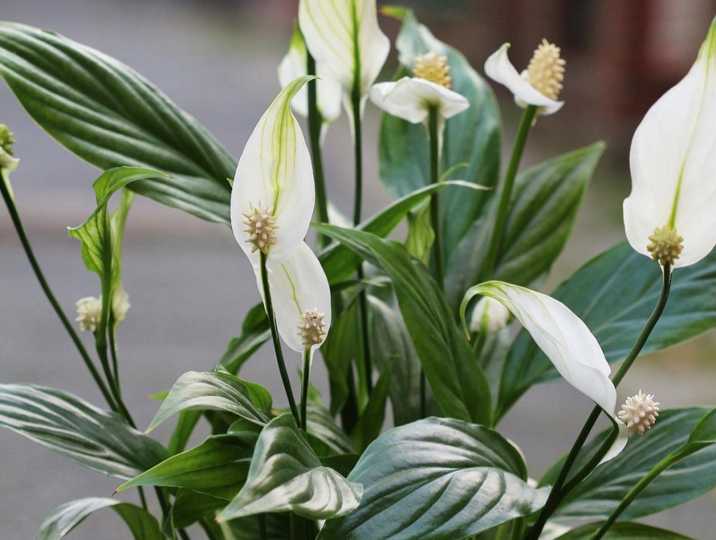 peace lily spathiphyllum