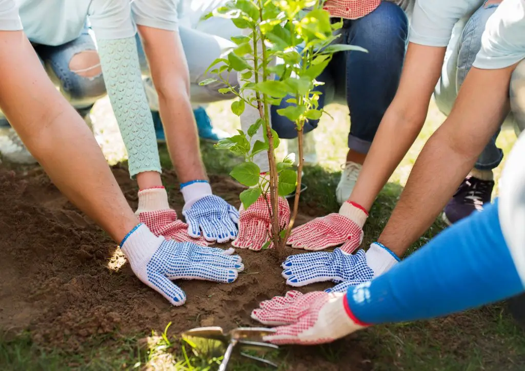 Planting the sapling