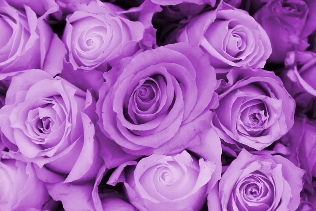 Purple Roses 1024x683 