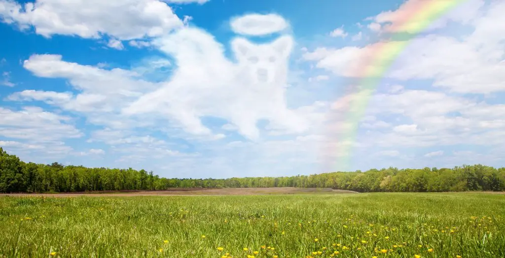 dog awaiting owner near rainbow bridge