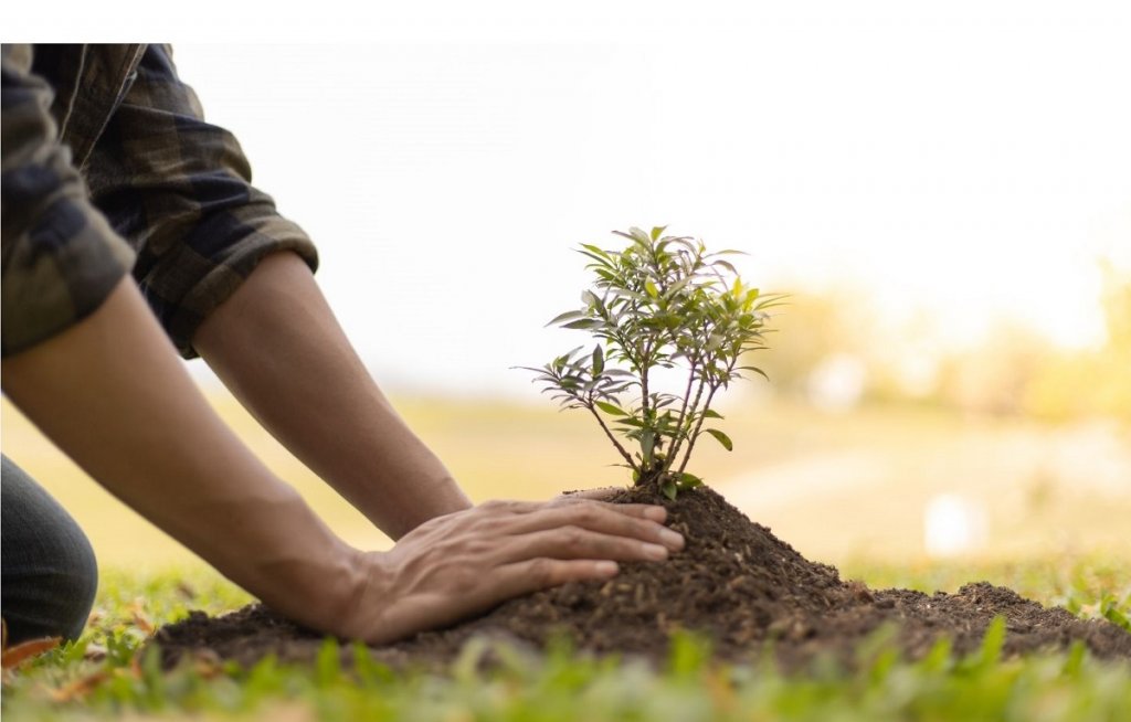 plant a tree in memory