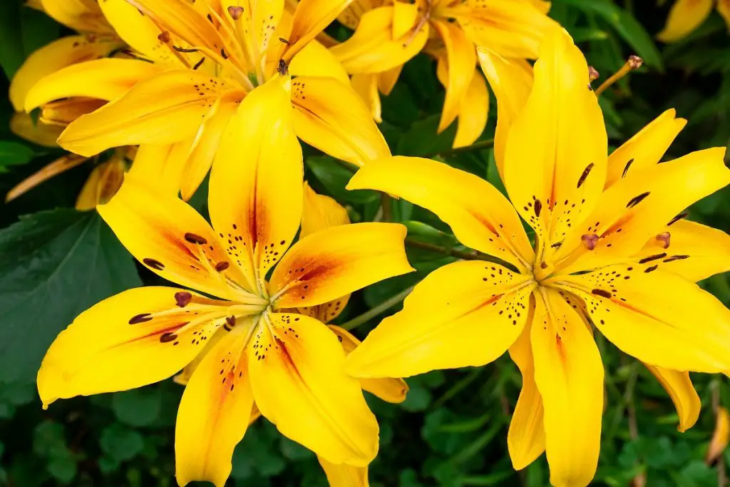 Yellow Lillies