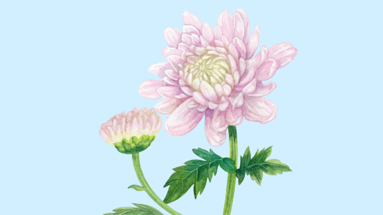 What Flower Represents Death? Flowers & Their Meanings